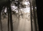 Autumn mist at Longshaw.jpg